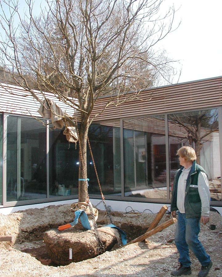 Pflanzung von Baum mit GaLaBau Jung