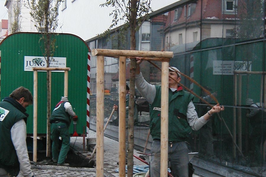 Straßenbaumpflanzung
