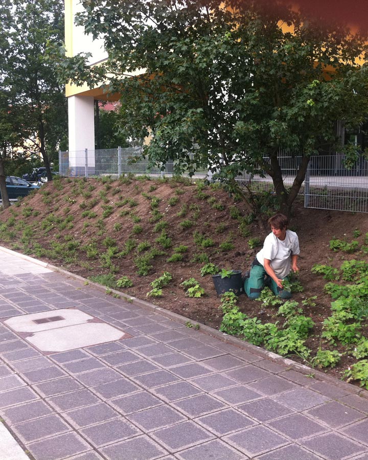 Straßenbegleitgrün