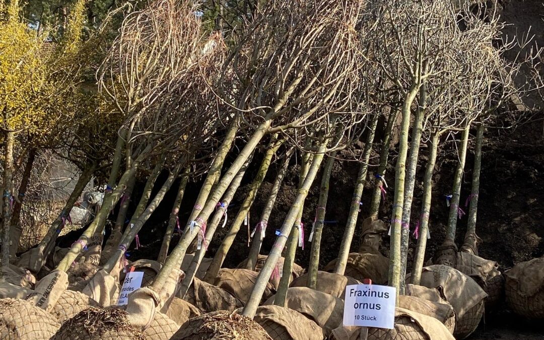 Internationaler Tag des Waldes