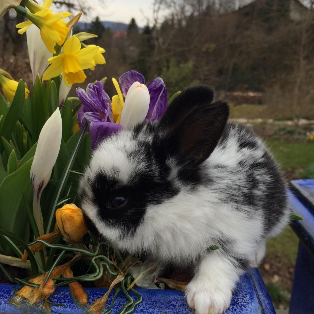 Jung-Garten-und-Landschaftsbau-Kaninchen